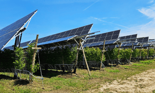 Agri-PV_Himbeersträucher_Aesch_LU_500x300 Bifaziale Agri PV Anlage für Himbeersträucher